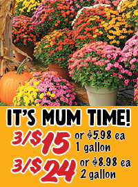 Mums are here!