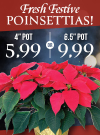 fresh Poinsettias